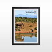 Framed Prints
