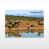 Canvas Prints