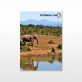 Mounted Wall Prints