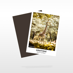 Collectors Cards