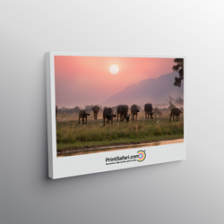 Canvas Prints
