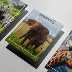Collectors Cards