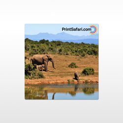 Metal Wall Prints
