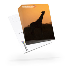 Postcards 3.5" x 6" 18 pt. Premium Smooth White Full Color Both Sides 25.0