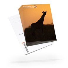 4.25" x 11" (EDDM Eligible)