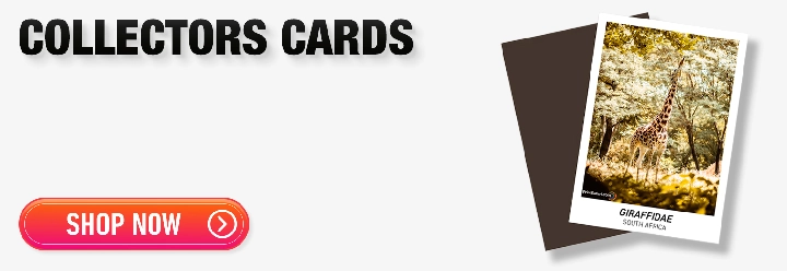 Order Now Banner