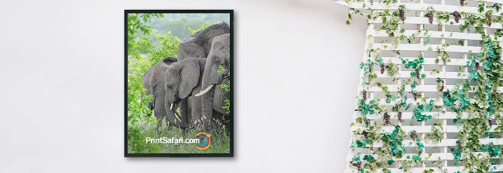 Photo-Prints